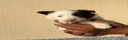 Border Collie perros en venta: Border collie  - Anuncio 3