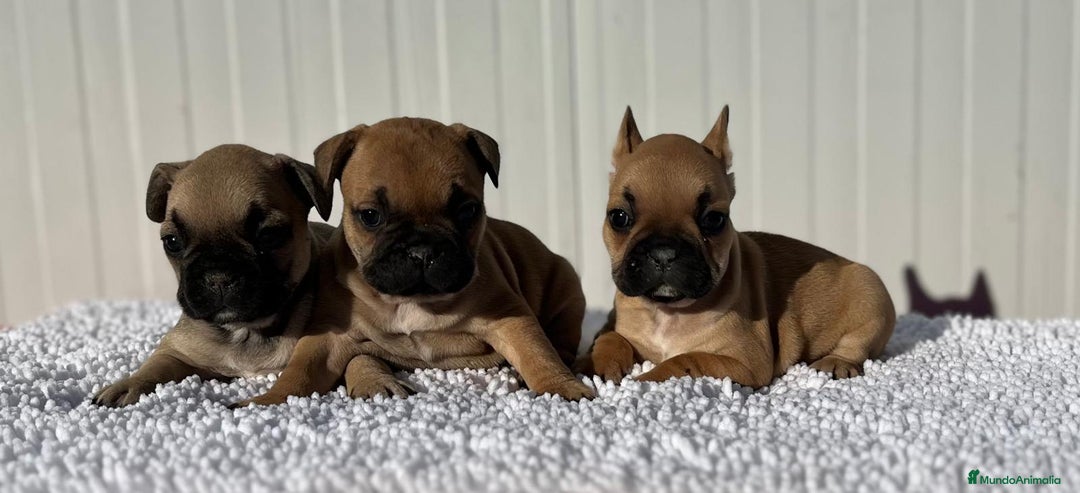Bulldog Francés perros en venta: Bulldog francés cachorros Fwan  - Anuncio 3