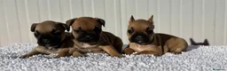 Bulldog Francés perros en venta: Bulldog francés cachorros Fwan  - Anuncio 3