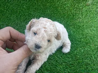 Caniche Mediano perros Espectacular camada de caniche para reservar - Anuncio 1