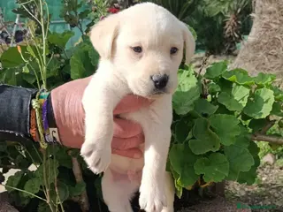 Labrador Retriever perros Espectacular Labrador retriever macho - Anuncio 2