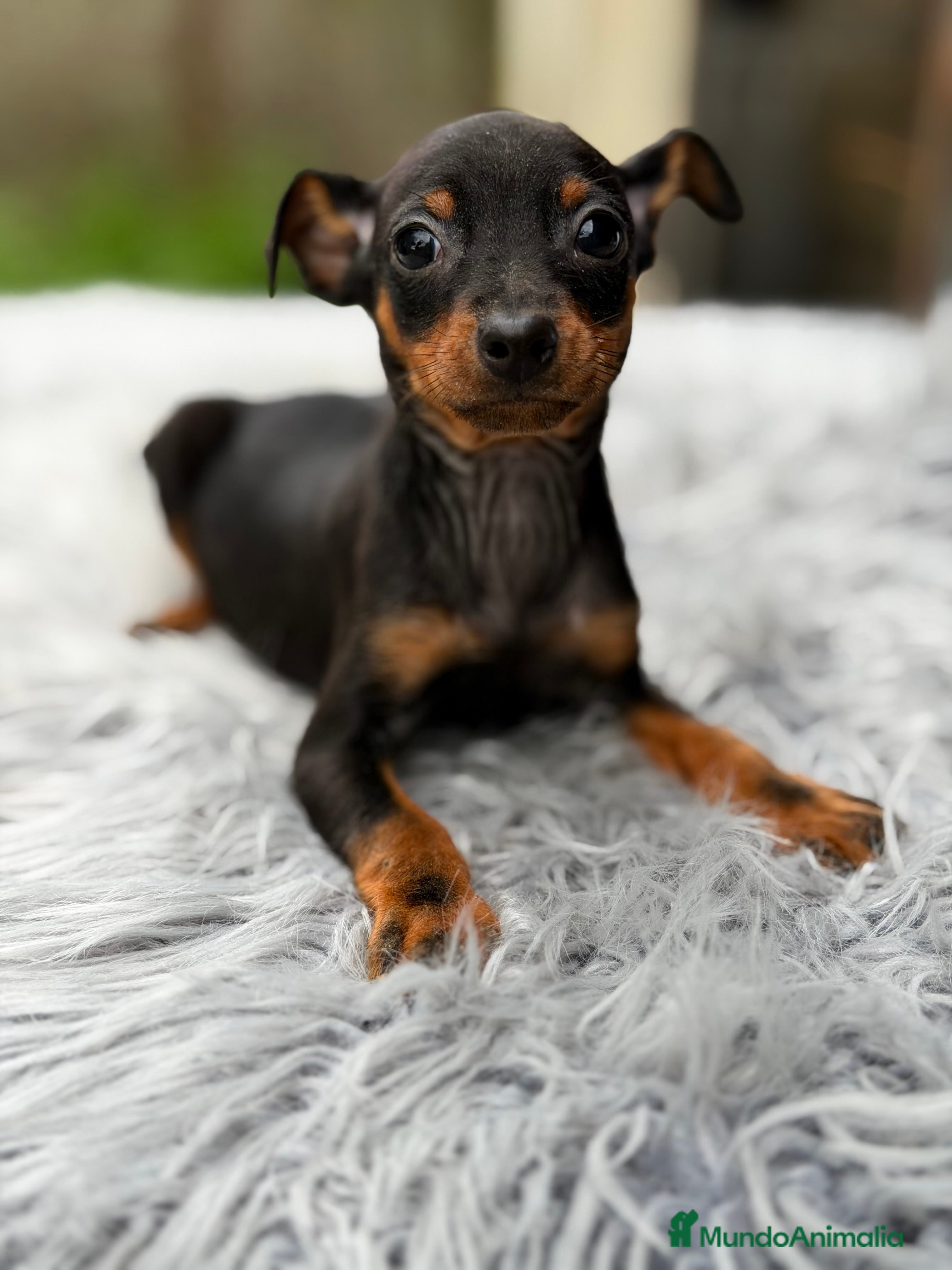 Pinscher Miniatura perros Minipicher miniatura  - Anuncio 1