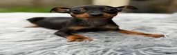 Pinscher Miniatura perros en venta: Minipicher miniatura  - Anuncio 4