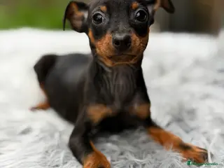 Pinscher Miniatura perros Minipicher miniatura - Anuncio 3