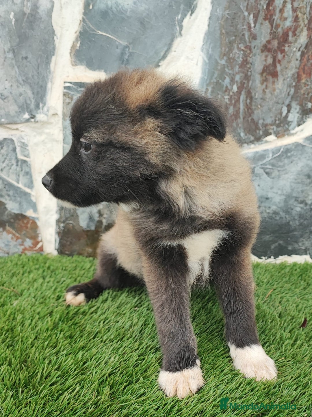 Raza Mixta perros en venta: BORDERPOM  - Anuncio 3