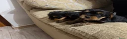 Yorkshire Terrier perros en venta: yorkshire terrier - Anuncio 4