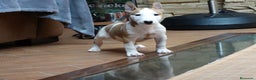 Bull Terrier perros en venta: CACHORROS BULL TERRIER - Anuncio 4