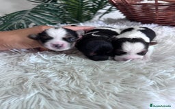 Yorkshire Terrier perros en venta: YORKSHIRE BIEWER HEMBRAS - Anuncio 3