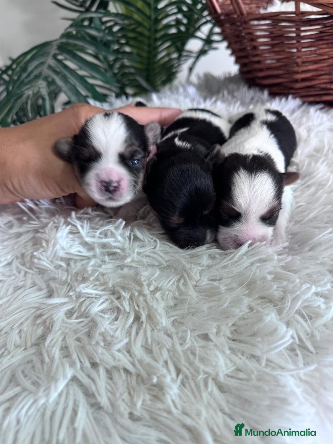 Yorkshire Terrier perros en venta: YORKSHIRE BIEWER HEMBRAS - Anuncio 3