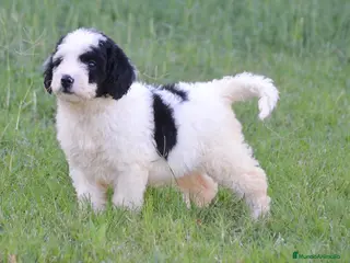 Perro de Agua Español perros Camada de perro de agua - Anuncio 1