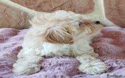 Maltipoo perros en venta: MALTIPOO  - Imagen 6
