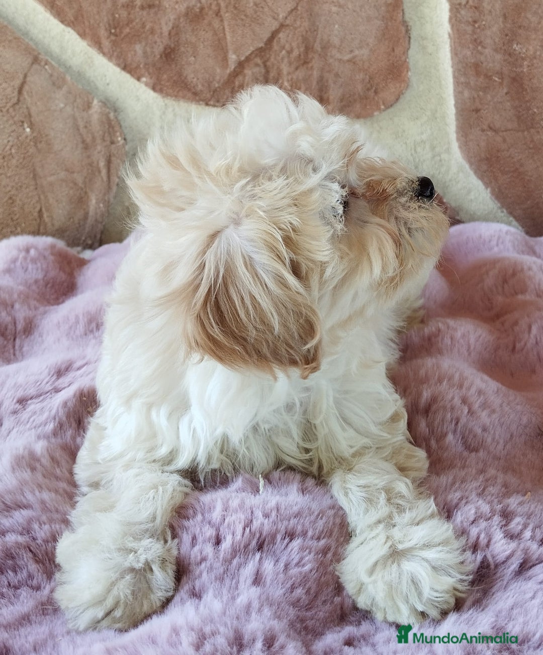 Maltipoo perros en venta: MALTIPOO  - Imagen 6