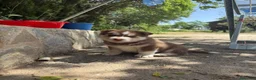 Husky Siberiano perros en venta: Husky siberiano  - Anuncio 4