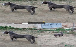American Bully perros en venta: American bully pocket  - Imagen 7