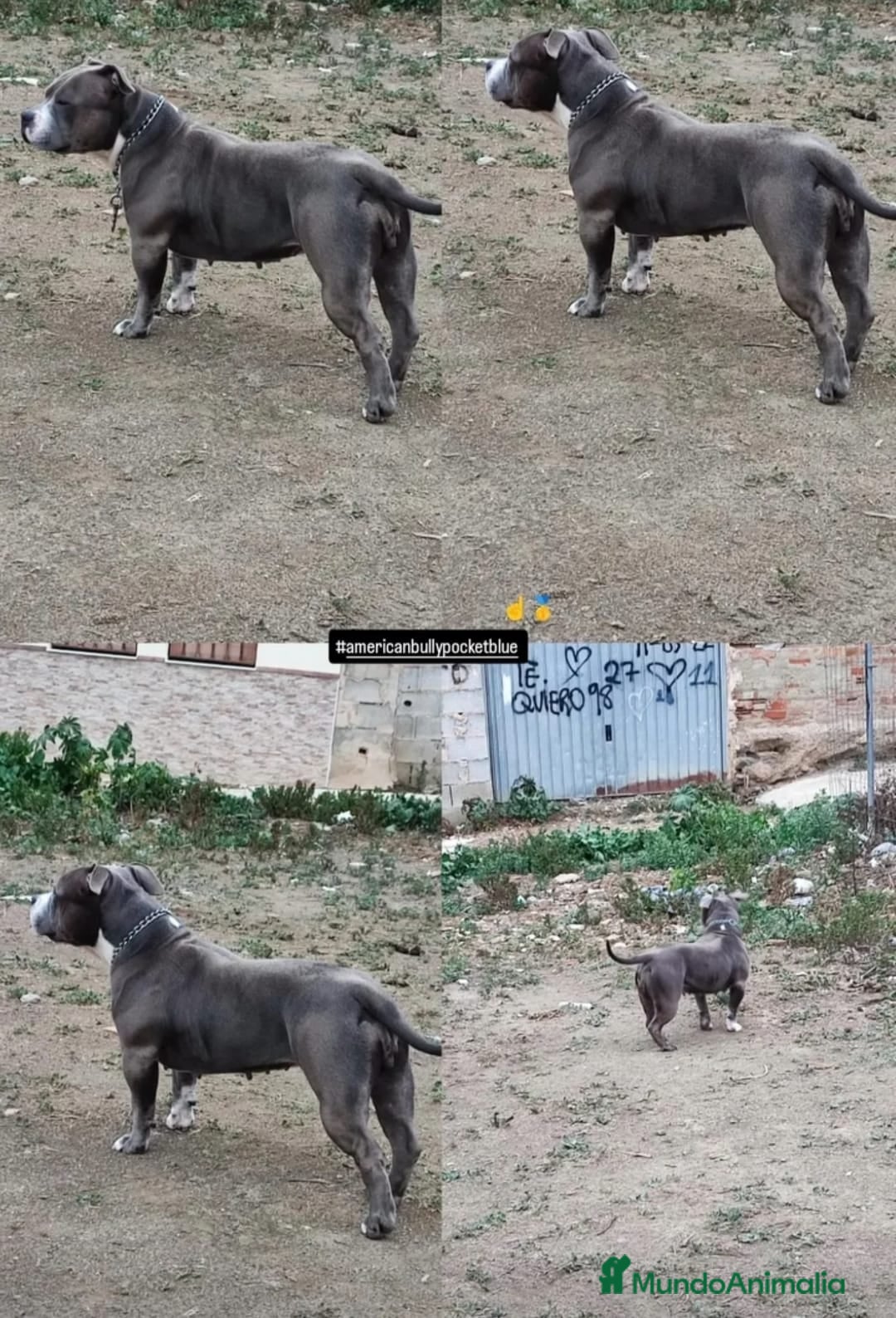 American Bully perros en venta: American bully pocket  - Imagen 7