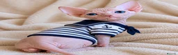 Sphynx gatos en venta: Último Sphynx  - Anuncio 1