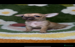 Chihuahua perros en venta: Chihuahua Canela Toy en Madrid - Imagen 2