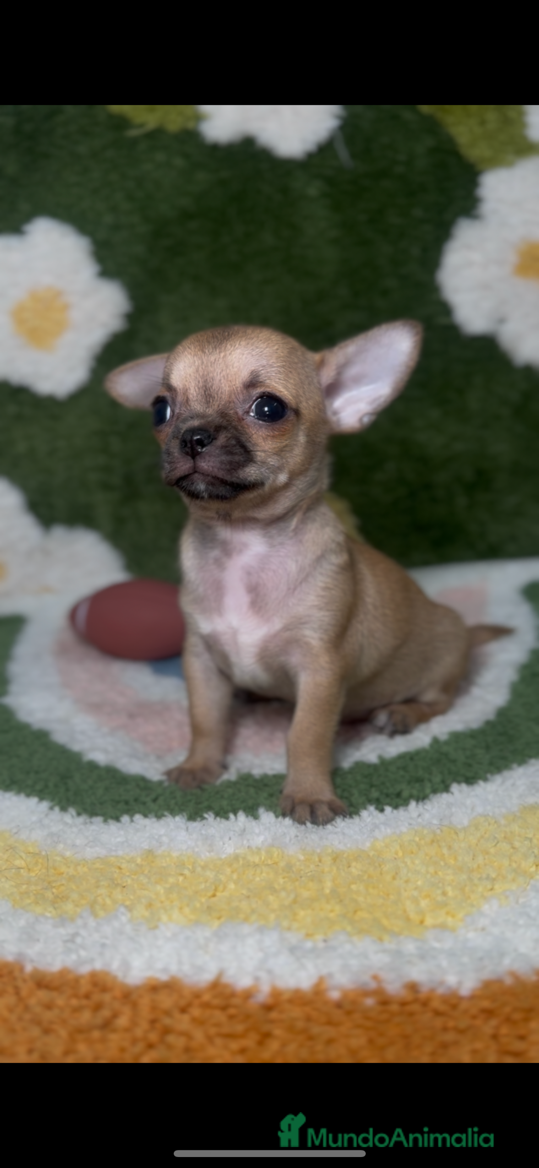 Chihuahua perros en venta: Chihuahua Canela Toy en Madrid - Imagen 2