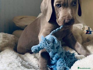 Weimaraner perros Braco de weimar - Anuncio 3