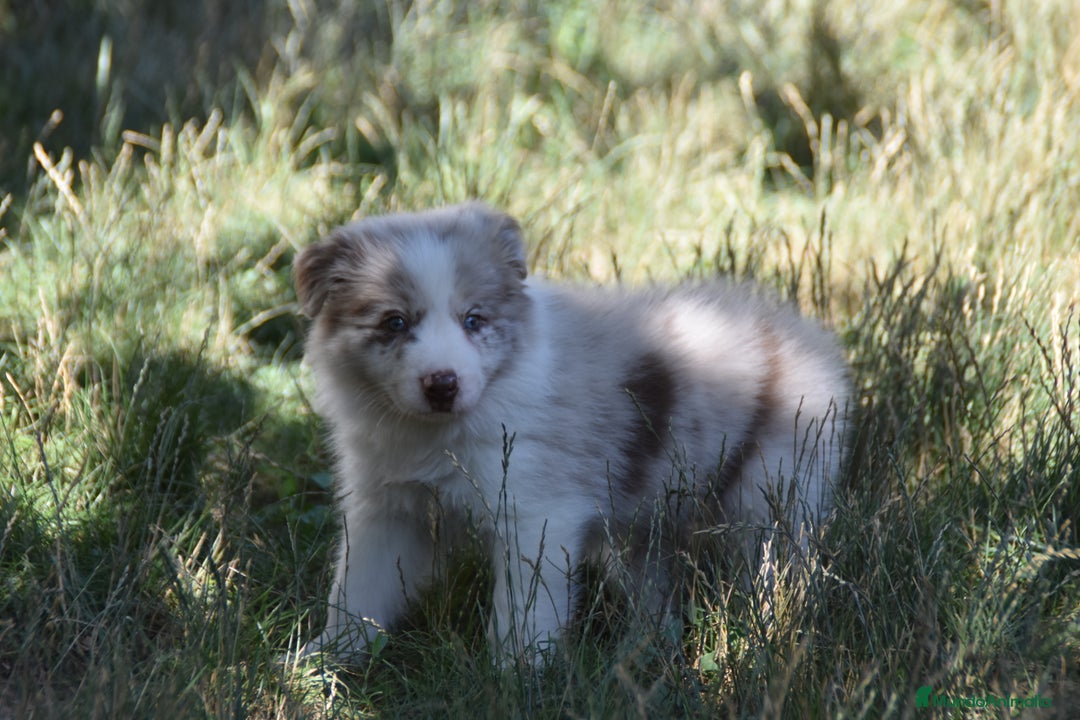 Border Collie perros en venta: cachorro rojo mirlo de Border Collie - Imagen 5
