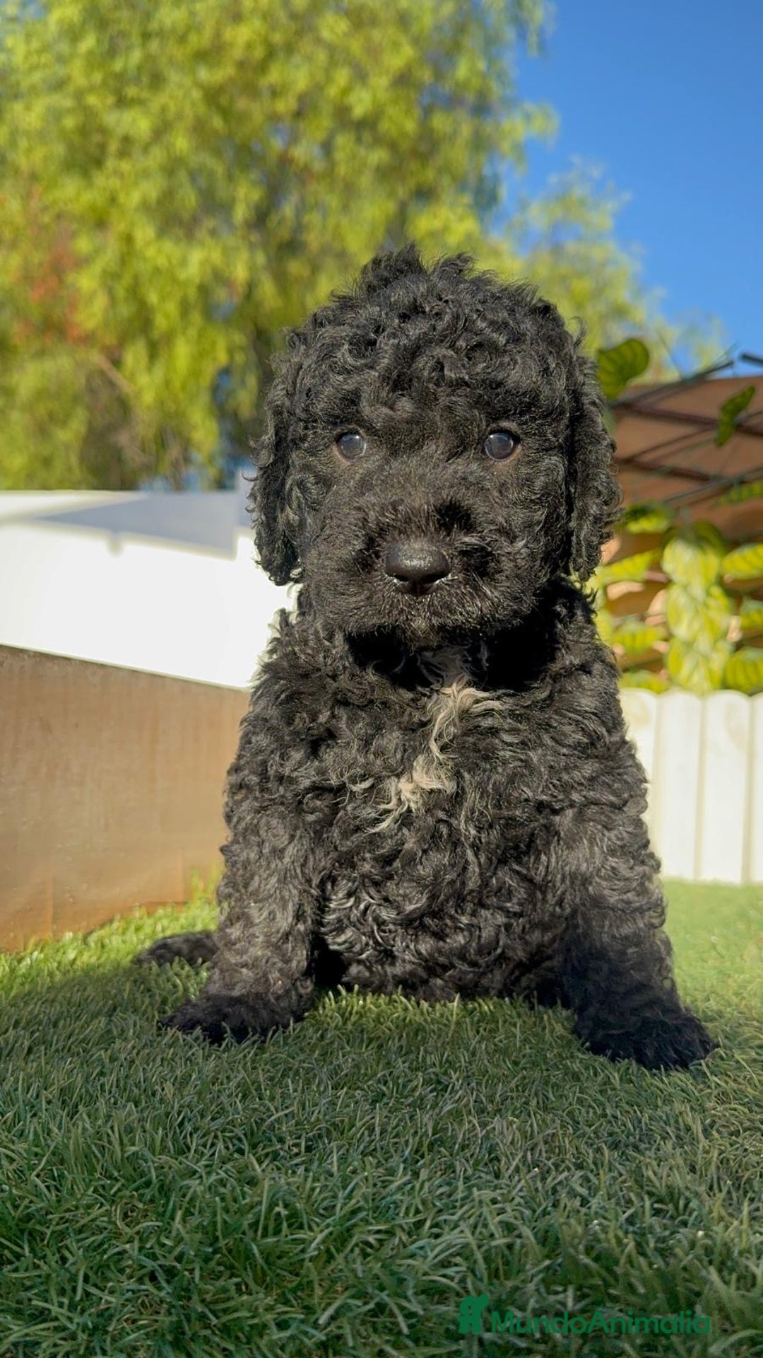 Perro de Agua Español perros en venta: PERRO DE AGUA ESPAÑOL - Imagen 10