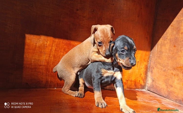 Pinscher Miniatura perros PINSCHER MINIS // COMPLETAMENTE SOCIALIZADOS - Anuncio 1