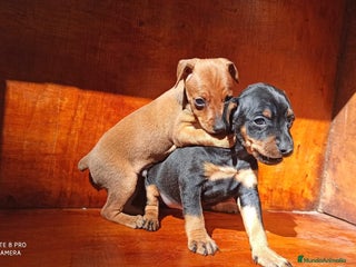 Pinscher Miniatura perros PINSCHER MINIS // COMPLETAMENTE SOCIALIZADOS - Anuncio 1