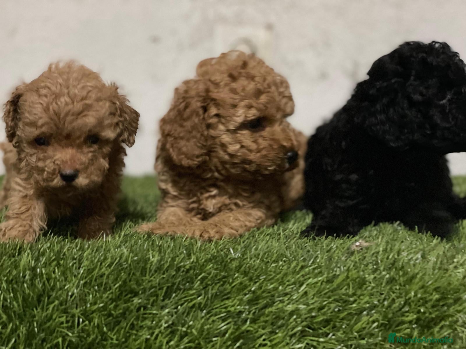 Caniche Toy perros Caniche toy - Anuncio 1