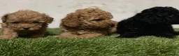 Caniche Toy perros en venta: Caniche toy - Anuncio 1
