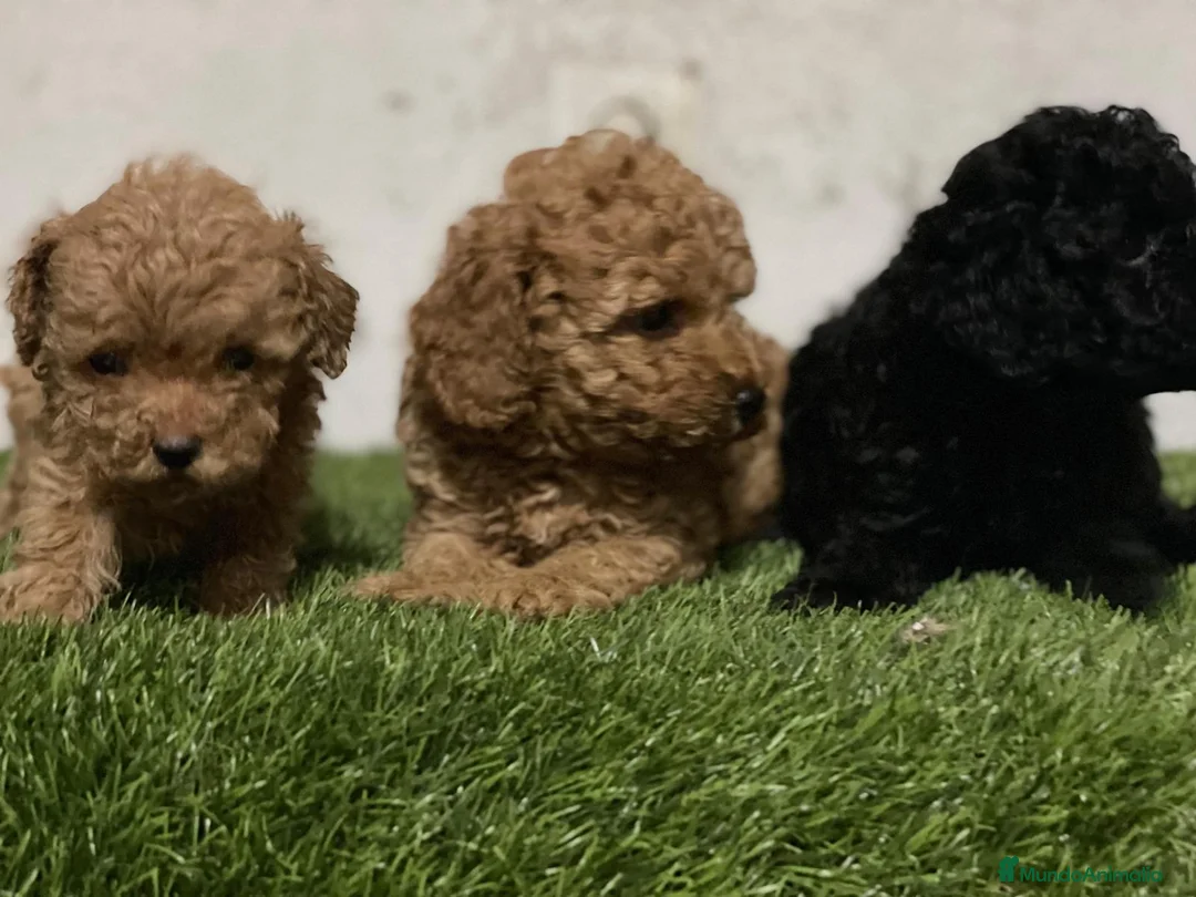 Caniche Toy perros en venta: Caniche toy - Anuncio 1