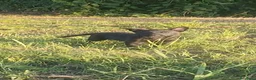 Pastor Holandés perros en venta: Camada Pastor Holandés FCI - Anuncio 8