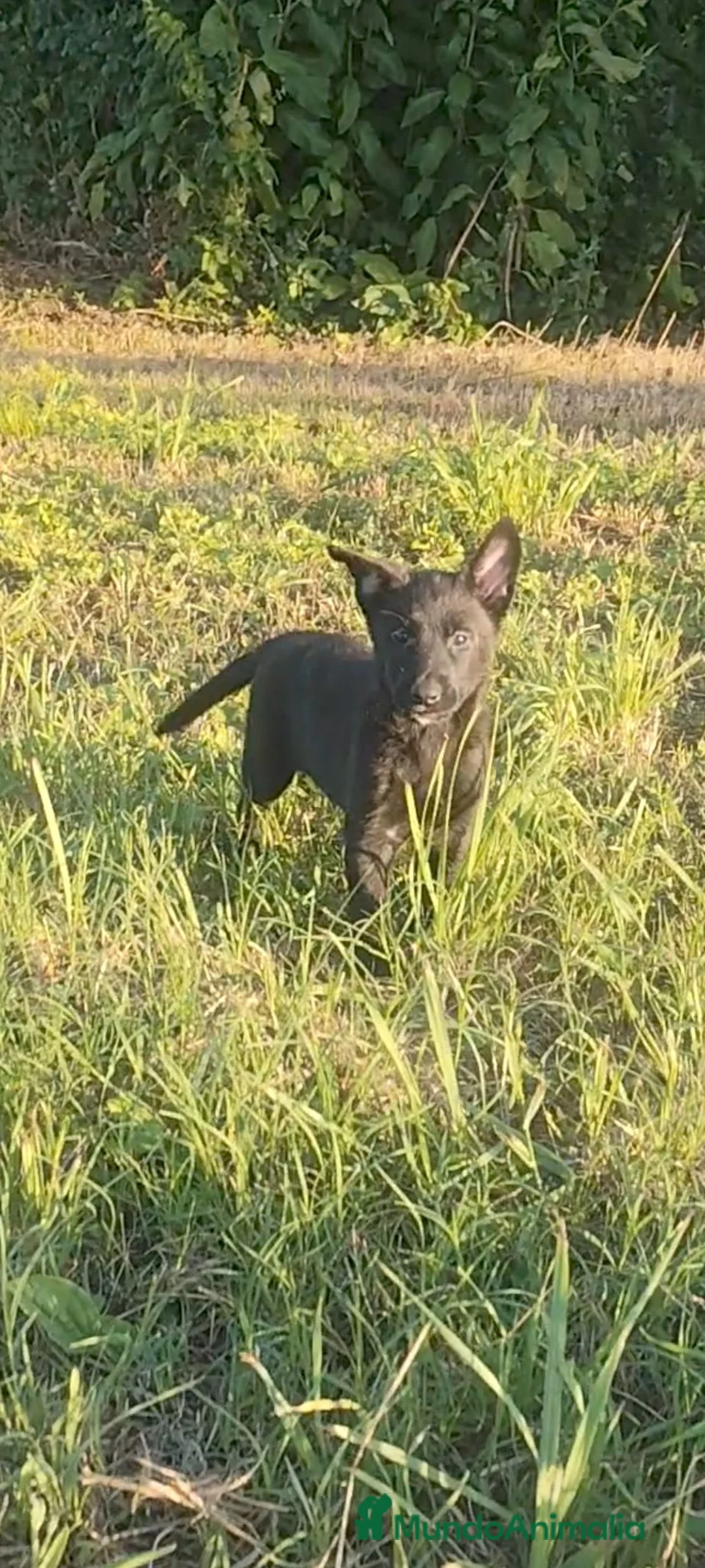 Pastor Holandés perros en venta: Camada Pastor Holandés FCI - Anuncio 8