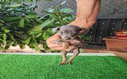 Ratón de Praga perros en venta: Raton de praga - Imagen 16