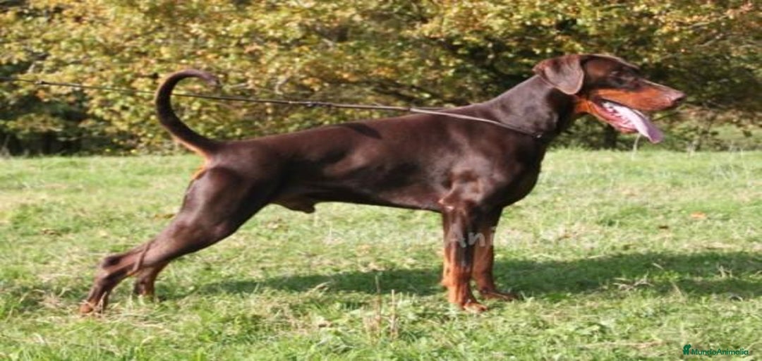 Imagen de galería {{count}}