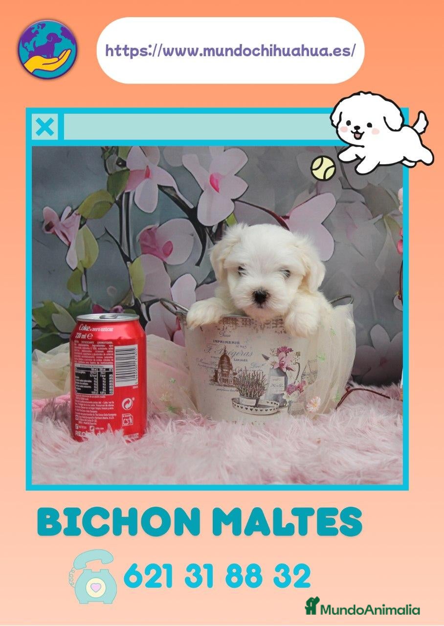 Bichón Maltés perros Auténticos bichón maltés enano  - Anuncio 1