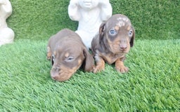 Teckel Miniatura perros en venta: Teckel hembras chocolate y arlequín chocolate  - Imagen 2