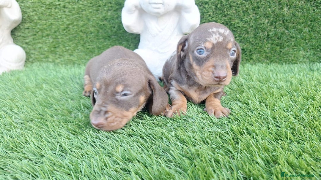 Teckel Miniatura perros en venta: Teckel hembras chocolate y arlequín chocolate  - Imagen 2