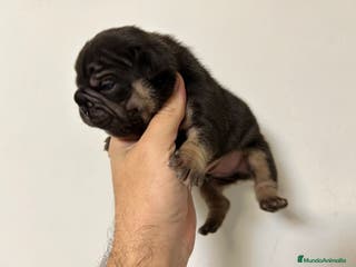 Bulldog Francés perros Bulldog francés big rope - Anuncio 37