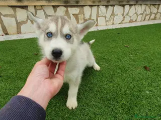 Husky Siberiano perros Huskys grises, negros y agouti - Anuncio 10