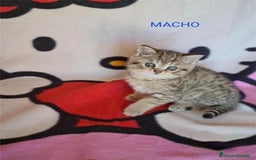 Británico de Pelo Corto gatos en venta: British scottish Brown en Madrid - Imagen 3