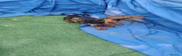 Teckel Miniatura perros en venta: Macho teckel arlequín miniatura  - Anuncio 3