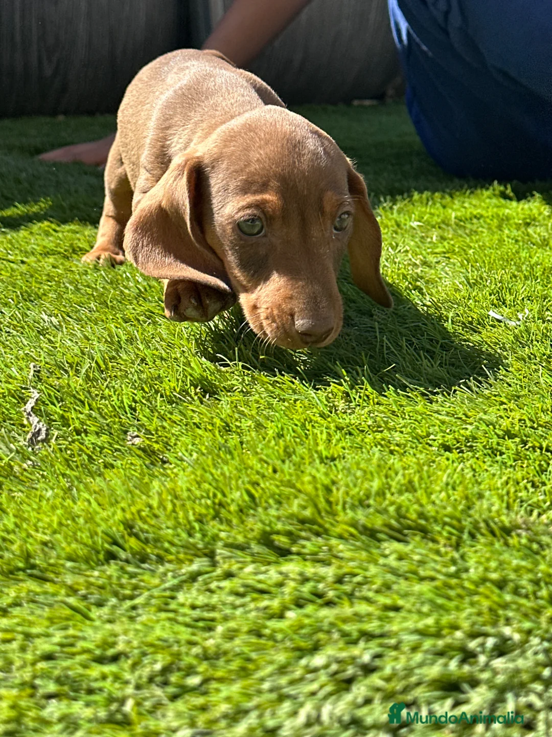 Teckel Miniatura perros en venta: Teckel miniatura color caramelo - Anuncio 7