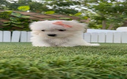 Bichón Maltés perros en venta: BICHON MALTES HEMBRA ENVIO A TODA ESPAÑA - Imagen 14