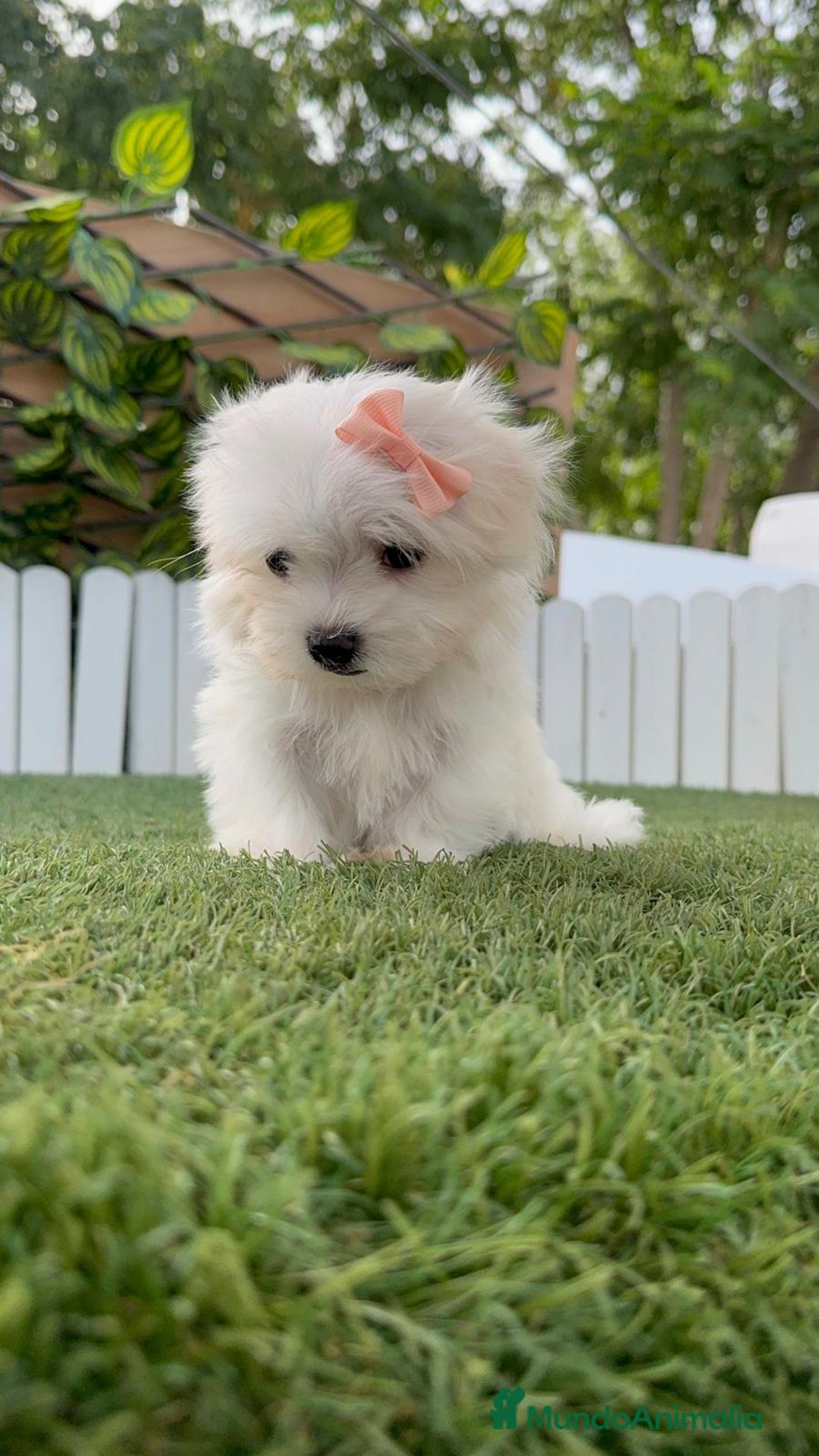 Bichón Maltés perros en venta: BICHON MALTES HEMBRA ENVIO A TODA ESPAÑA - Imagen 14