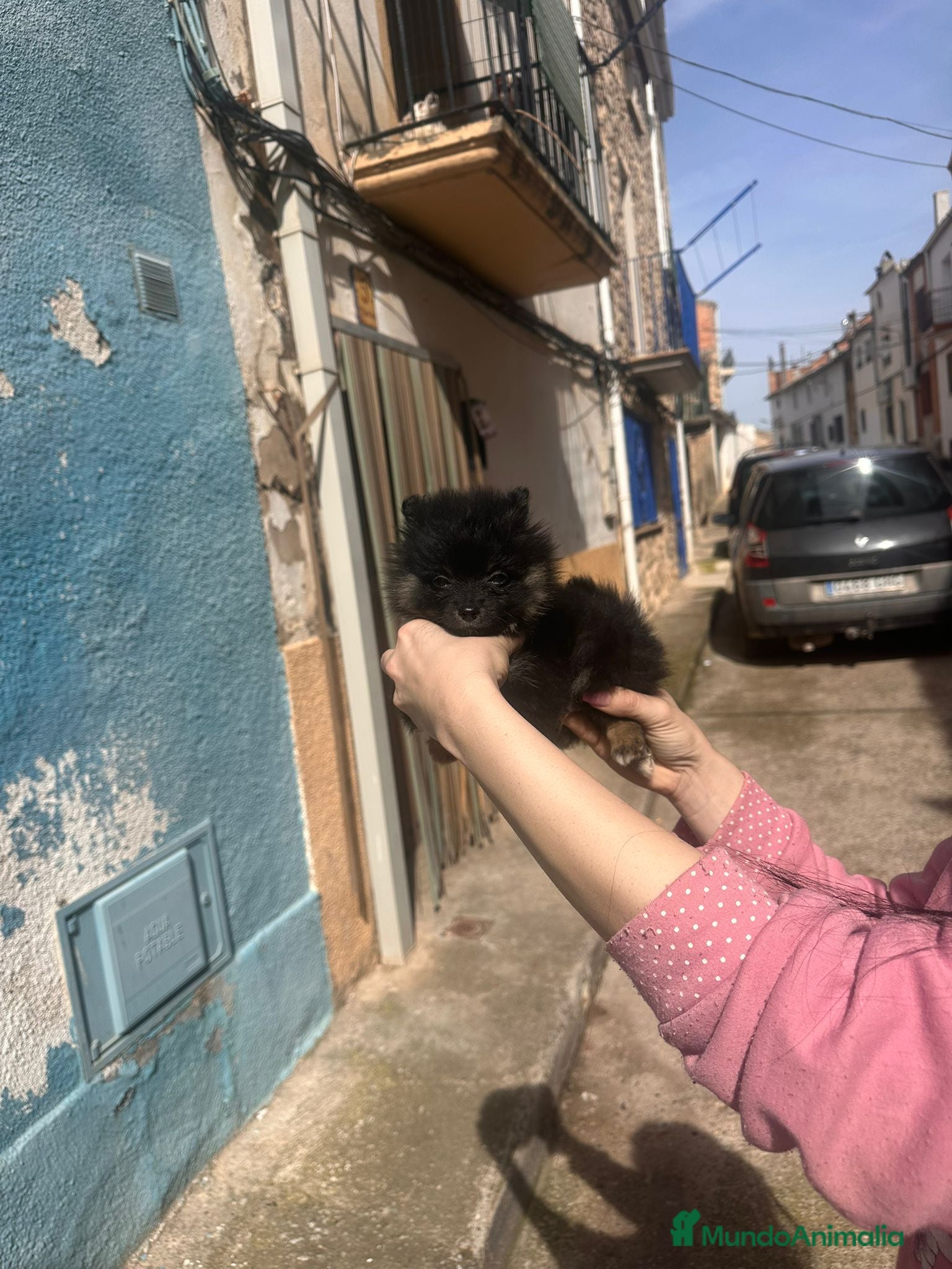 Pomerania perros Pomerania mini  - Anuncio 1