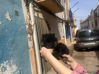 Pomerania perros Pomerania mini - Anuncio 5