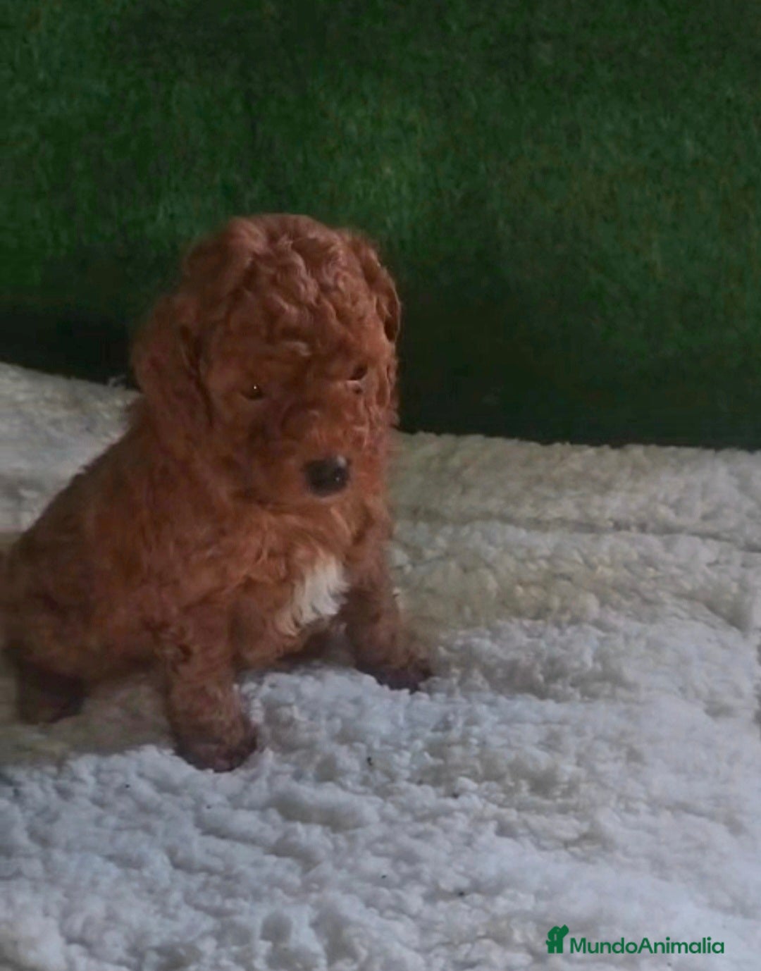 Caniche Toy perros Machito de caniche micro toy rojo pimentón  - Anuncio 1