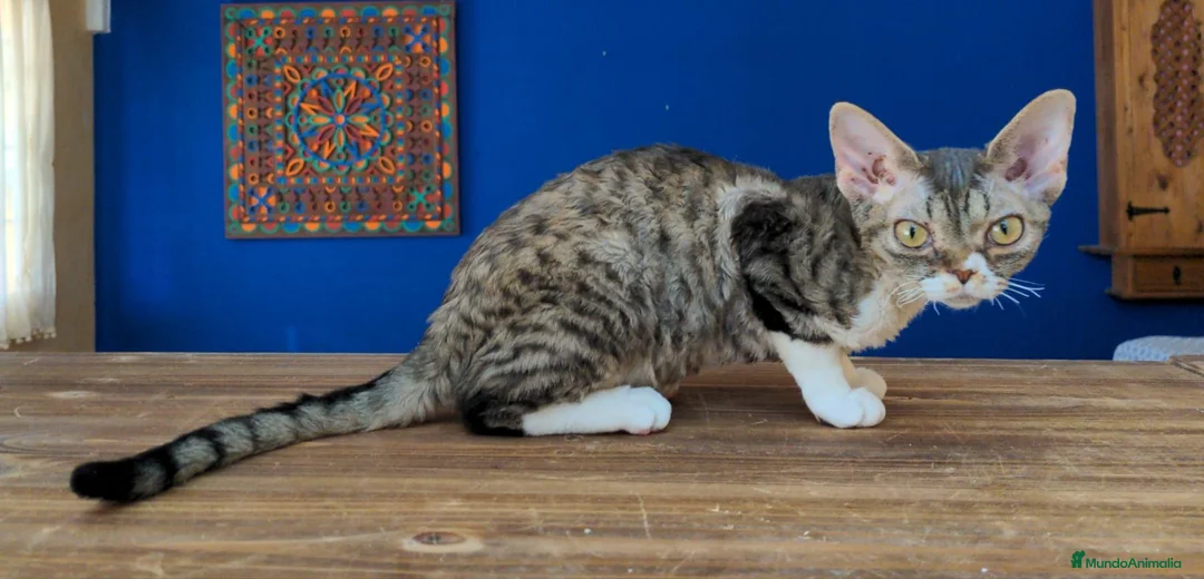 Devon Rex gatos en venta: Preciosos cachorros Devon Rex - Anuncio 12