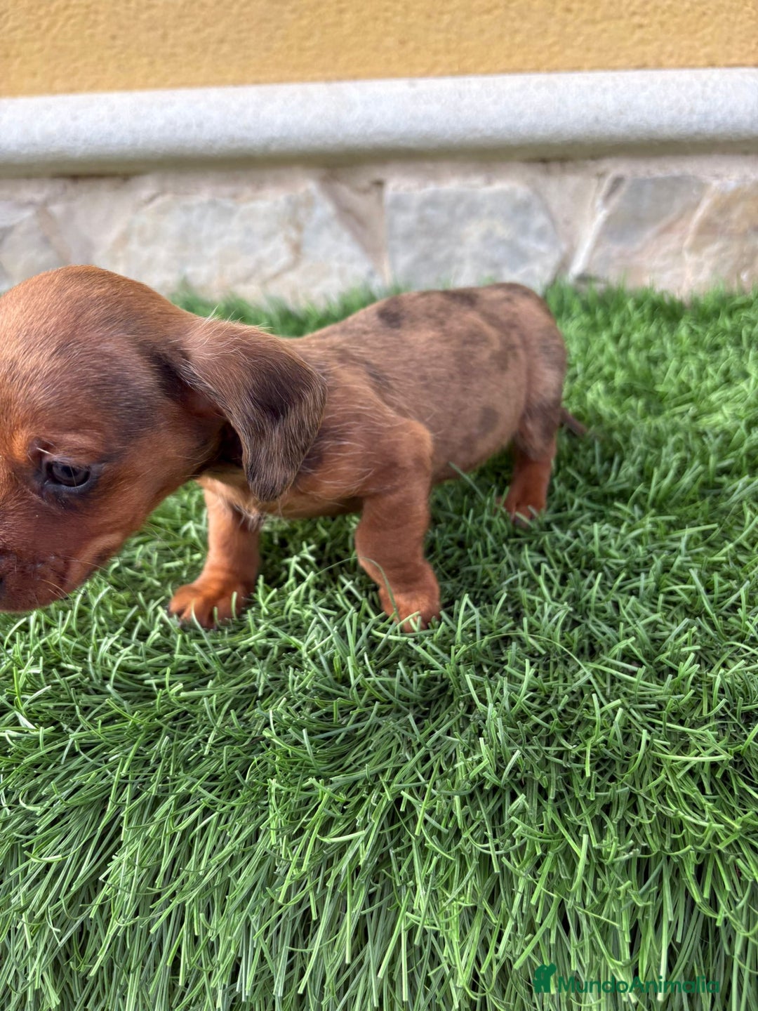 Teckel Miniatura perros en venta: Teckel miniatura varios colores  - Anuncio 17