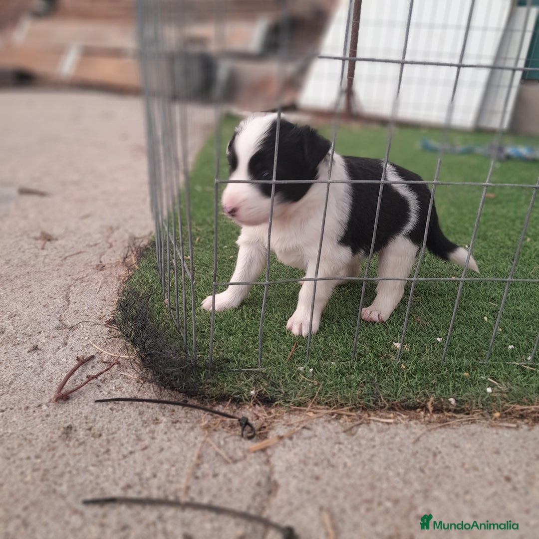 Border Collie perros en venta: BORDER COLLIE - Imagen 15